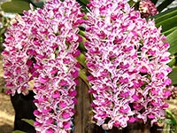 foxtail-orchid-rhynchostylis-cartoon