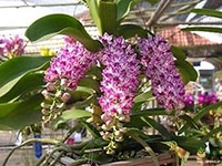 foxtail-orchid-rhynchostylis-chang-plai