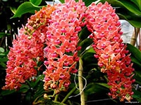 foxtail-orchid-rhynchostylis-chang-som