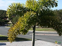 foxtail-palm