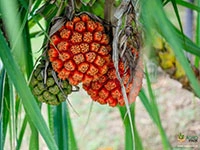 Fragrant-Screw-Pine1