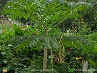 Giant-Elephant-Foot-Yam2