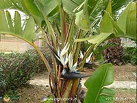 giant-white-bird-of-paradise