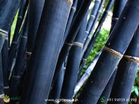 gigantochloa-atroviolacea-(black-bamboo)