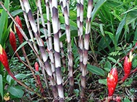 Ginger-Bamboo3