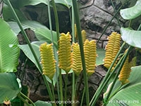 ginger-calathea-rattlesnake