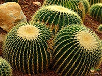 golden-barrel-cactus