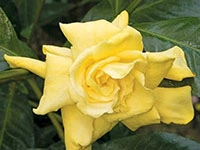 golden-gardenia