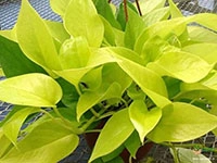 golden-money-plant