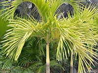 golden-palm