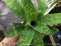 goudaea-ospinae-gruberi-bromeliad