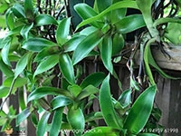 Green-Basket3