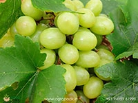 green-grape