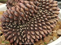 gymnocalycium-cristata-var-inermis-cactus