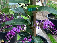 hardenbergia-violacea