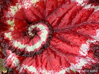 Harmonys-Tasmanian-Devil-Begonia1