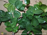 healthy-stem-cuttings---rhaphidophora