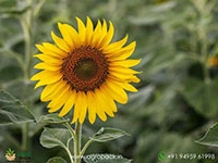 helianthus-annuus-sunflower