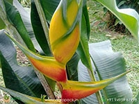 heliconia-aurea-chalko