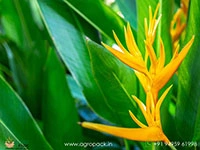 heliconia-golden-torch