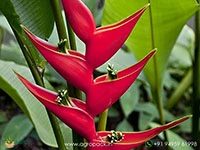 heliconia-iris-red