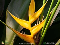 heliconia-island-yellow