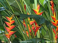 heliconia-jacquinii