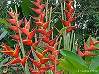 Heliconia-Kawauchi1
