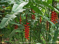 heliconia-lobster-claw