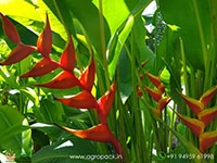 heliconia-manoa-sunrise