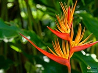 Heliconia-Paradise3
