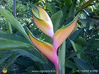 heliconia-peachy-pink