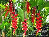 heliconia-rostrata