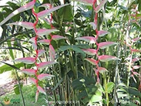 heliconia-sexy-pink