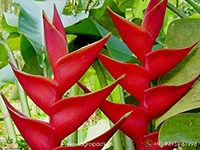 heliconia-st.-rose