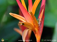 heliconia-st.-vincent-red