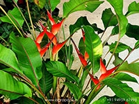 heliconia-stricta-dwarf-jamaican