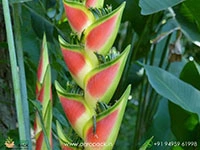 Heliconia-Wagneriana-Rainbow3