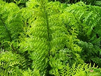 hen-and-chicken-fern
