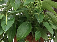 high-yield-dwarf-variety-black-pepper