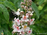 himalayan-horse-chestnut