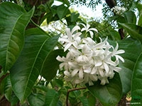 holarrhena-pubescens