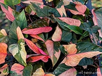 Homalomena-Pink-Diamond1