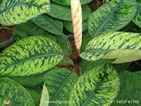 homalomena-selbys-select