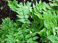 house-holly-fern