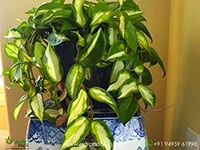 hoya-carnosa-krimson-princess