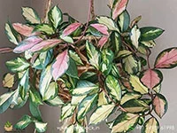 Hoya-Carnosa-Tricolor1