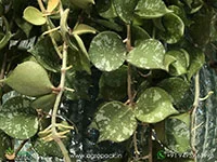 Hoya-Curtisii-Albo5