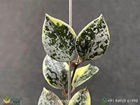 Hoya-Lacunosa-Lumina-Princess2