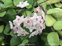 Hoya-Mathilde5
